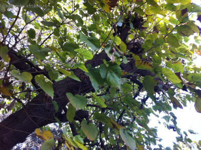 rostliny-0413-lipa.jpg