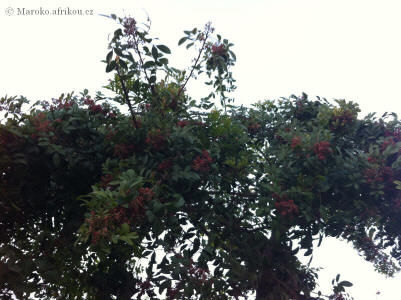 rostliny-casablanca-0474.jpg