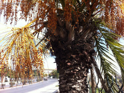 rostliny-meknes-0931-palma.jpg